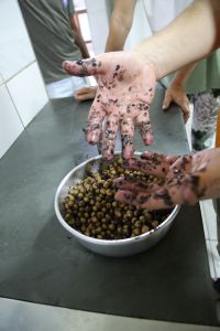 Die Açai-Beeren werden ungefähr eine halbe Stunde in Wasser eingelegt. Anschließend lässt sich die Haut und das Fruchtfleisch von den ungenießbaren Kernen trennen.