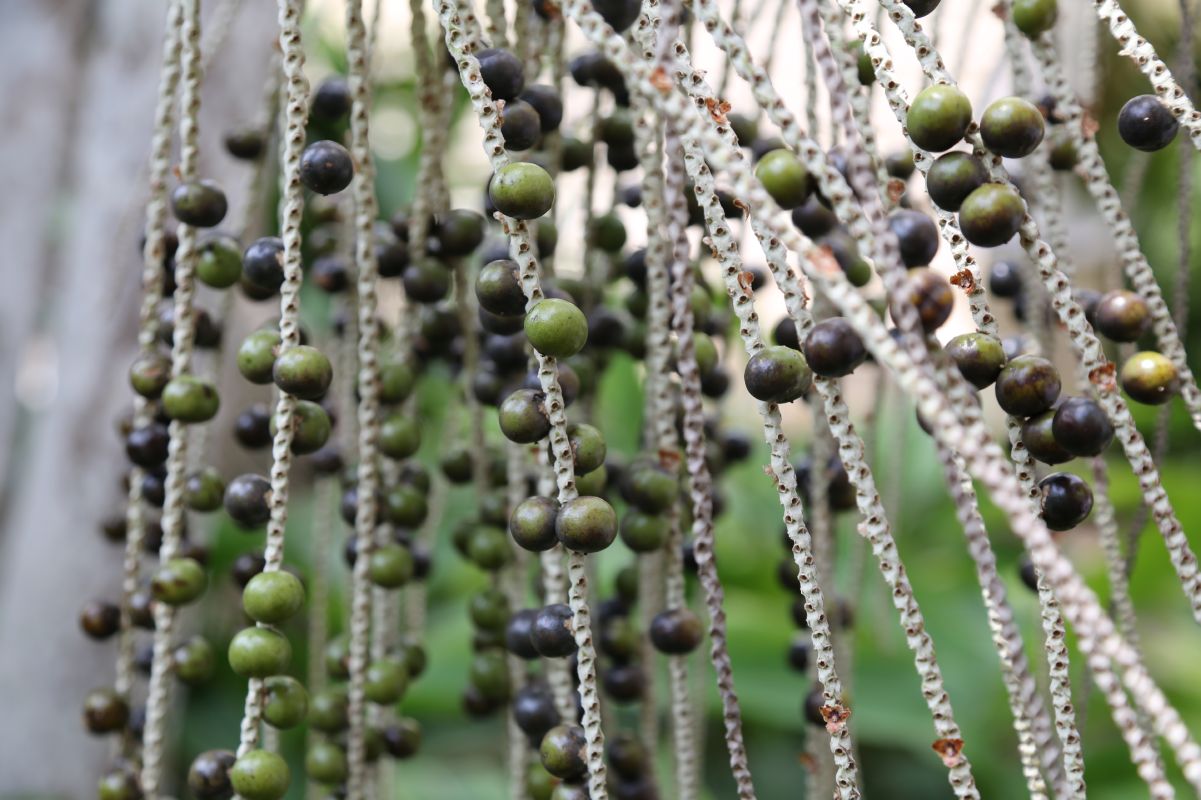 Açai-Beeren aus der Nähe betrachtet: Die dunklen Beeren der Kohlpalme haben einen ungenießbaren Kern. Zum Verzehr sind nur das Fruchtfleisch und die Haut geeignet.